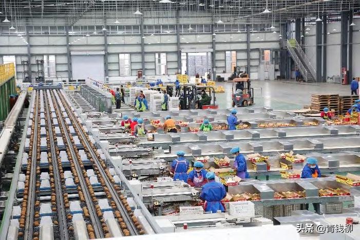 即食猕猴桃的缺点,猕猴桃为何不能即食