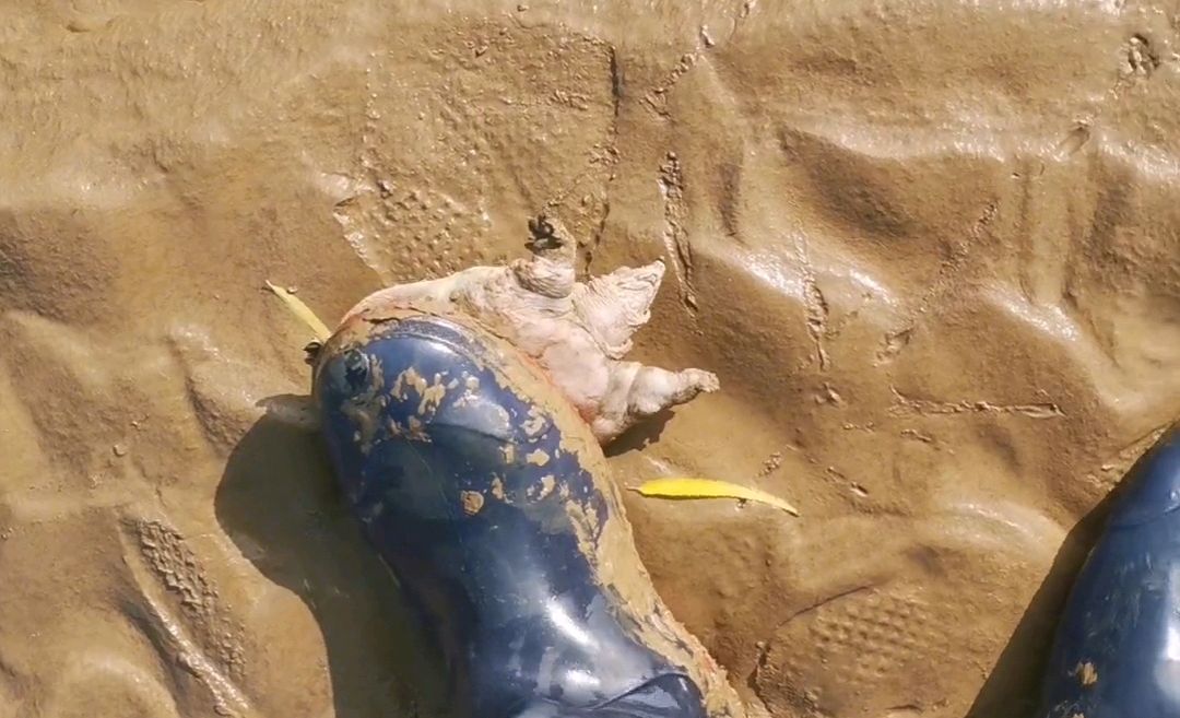 郑州黄河边捉老鳖,山东河南交界处黄河老鳖