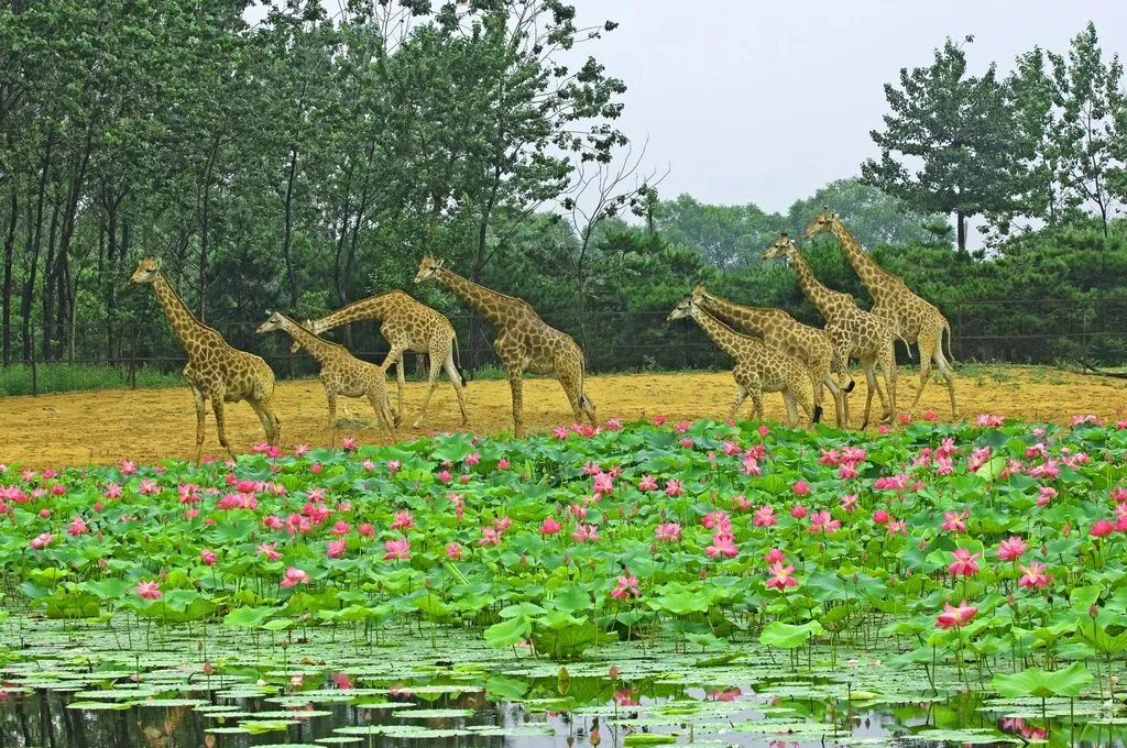 最美秦皇岛视频,用脚步丈量城市42.195公里