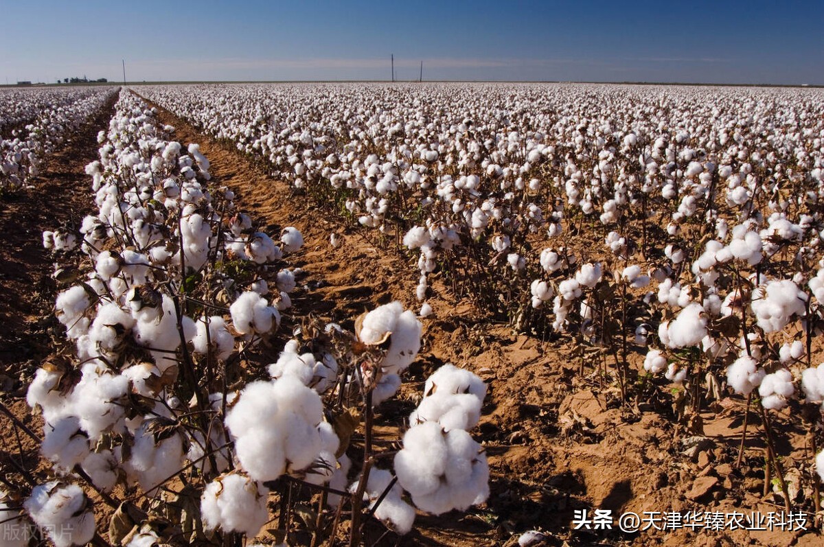 棉花的种植和管理视频,棉花的种植技术和管理规划