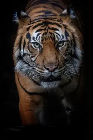 戏说老虎图文杂汇