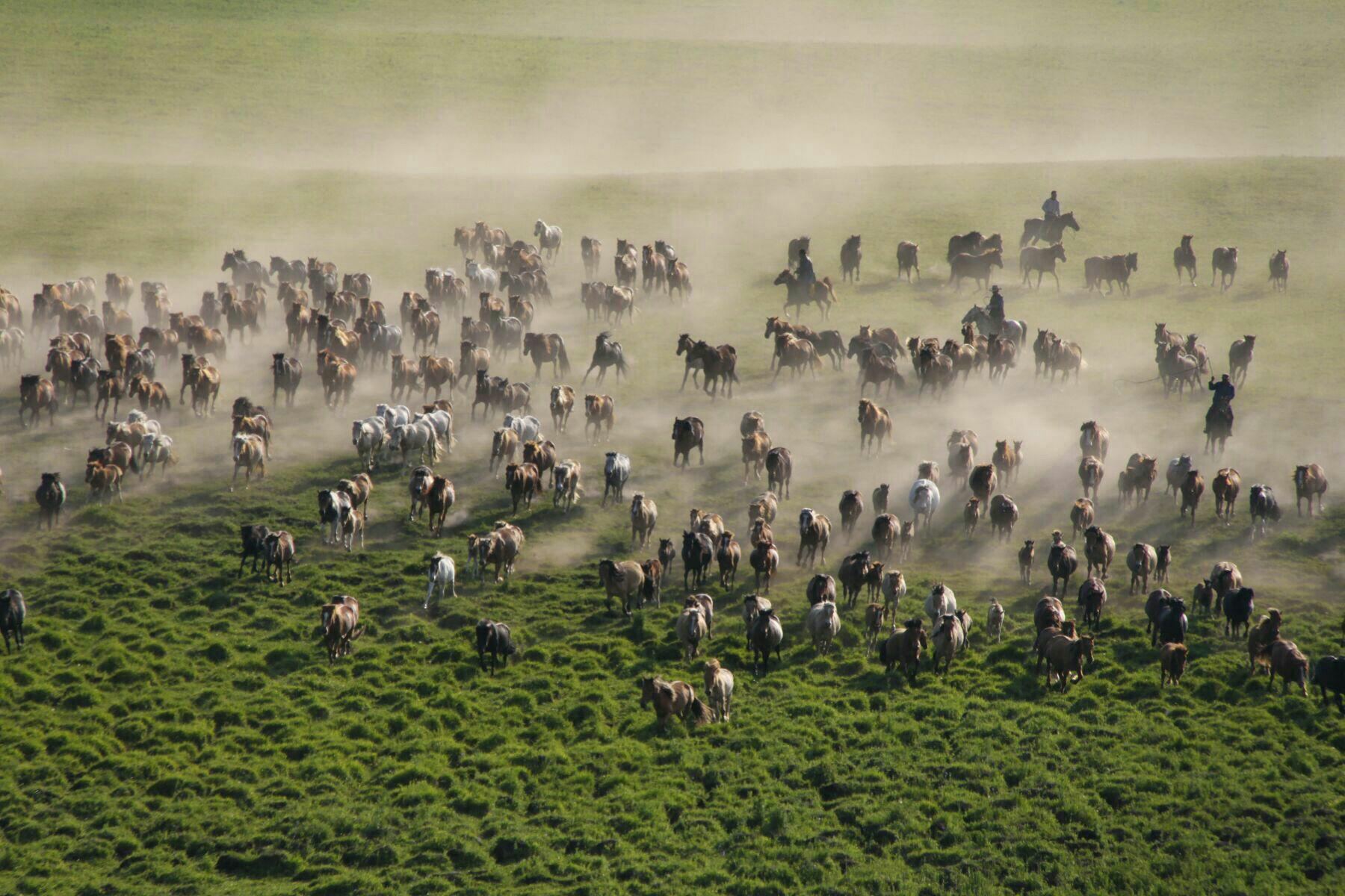 知青往事中的橡胶树林,知青往事图片