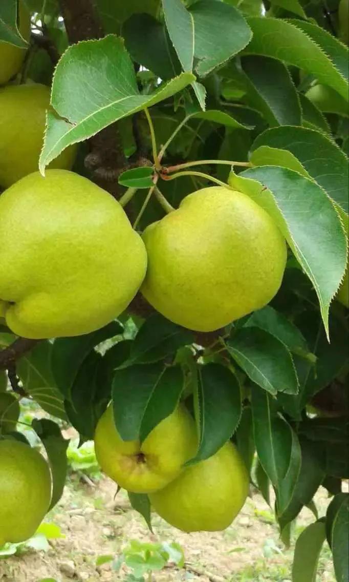 梨花一枝春带雨下联,梨花一枝春带雨