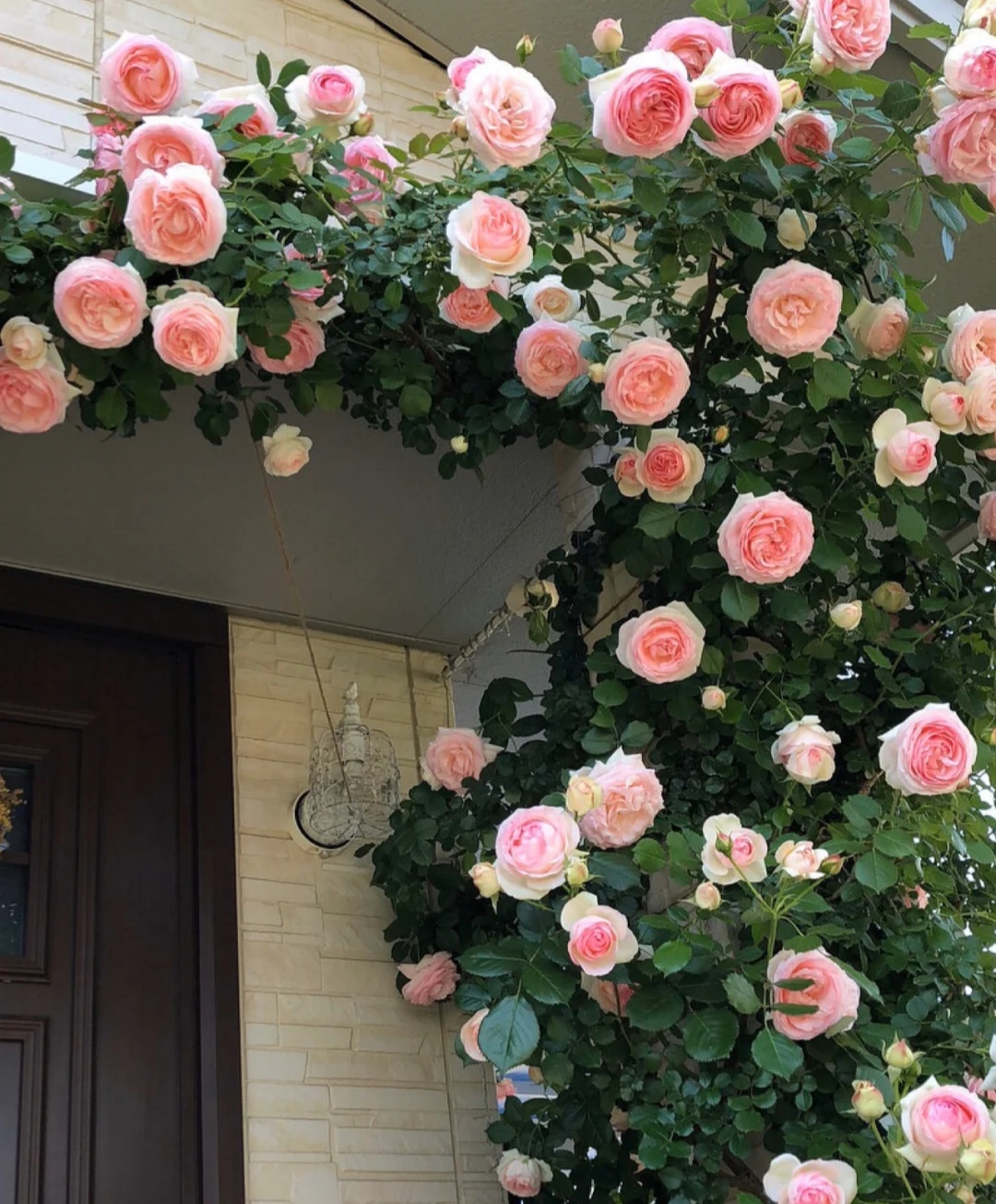 光照不足也能猛开花的藤本月季,抗病好养勤花的藤本月季品种