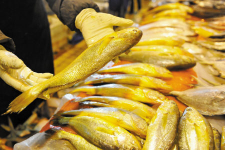 捕获野生大黄鱼2.8公斤,渔民无意捕获野生大黄鱼