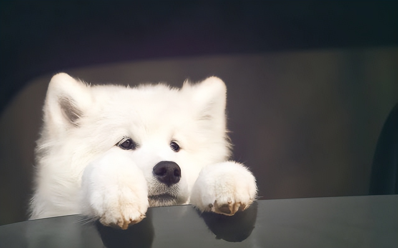 萨摩耶怎么去泪痕最快,萨摩耶狗身上掉毛怎么办