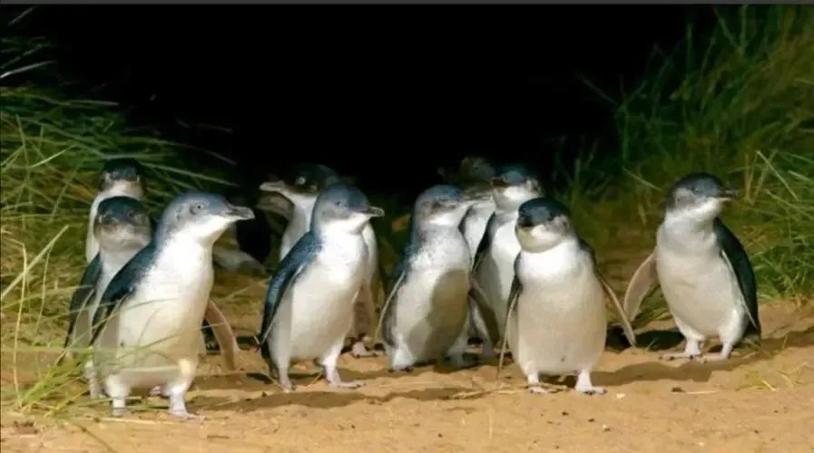 写给不被疫情束缚的心:用文字“云”游新西兰全境