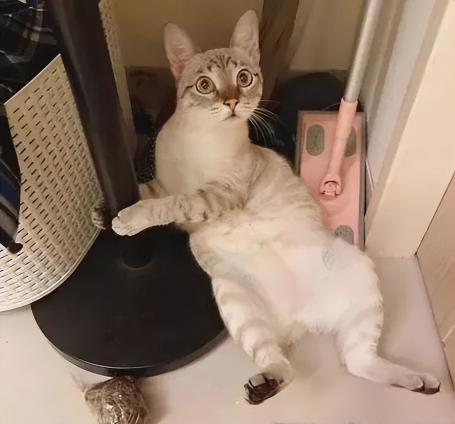 新手要知道的养猫小知识,养猫必知的十条冷知识大全