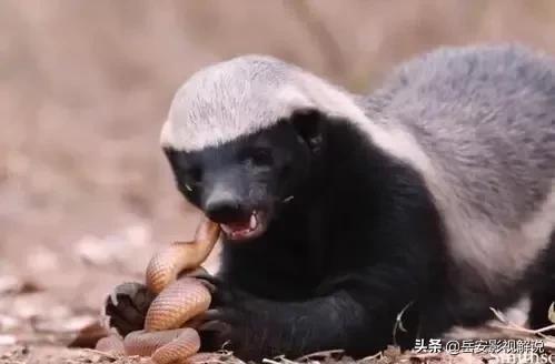 世界上最聪明的动物第一名蜜獾,哪种动物与平头哥蜜獾长的最像