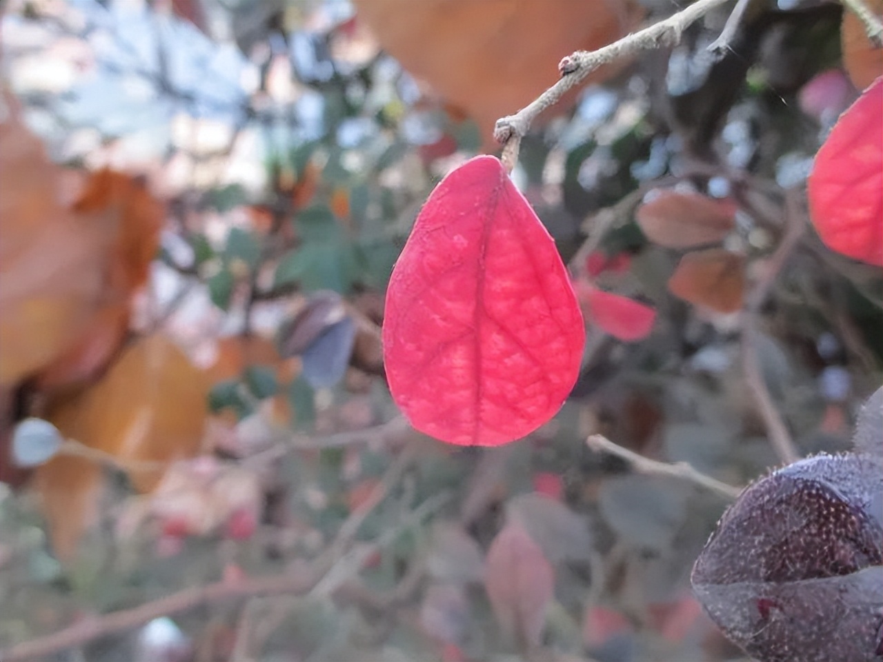 红花檵木的花图片,白花檵木花卉