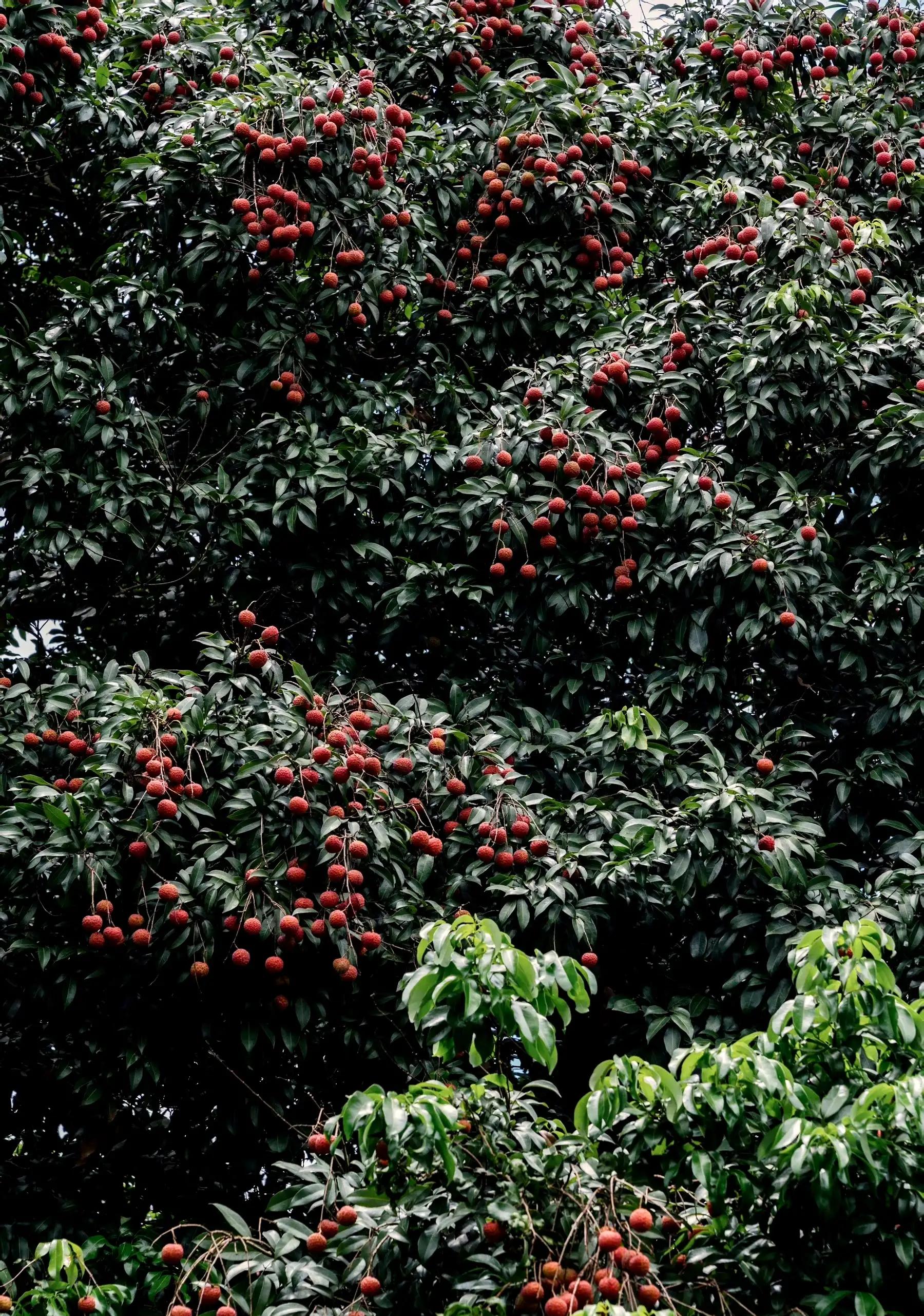 “水晶细嚼甜于蜜,满口生香玉露漙”,夏日里的荔枝又鲜又红又甜
