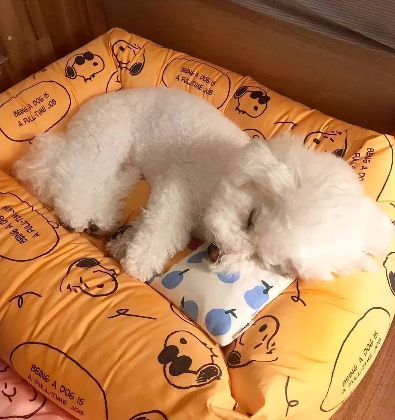 比熊死前的预兆,比熊的6个表现