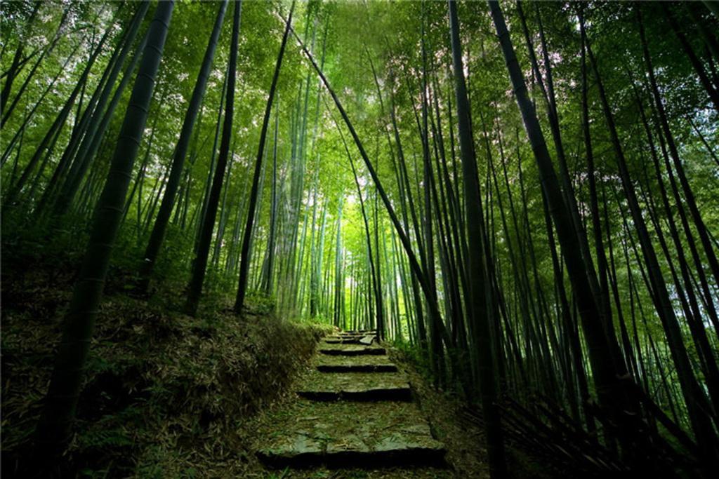 听竹林之声,听竹林中的流水声