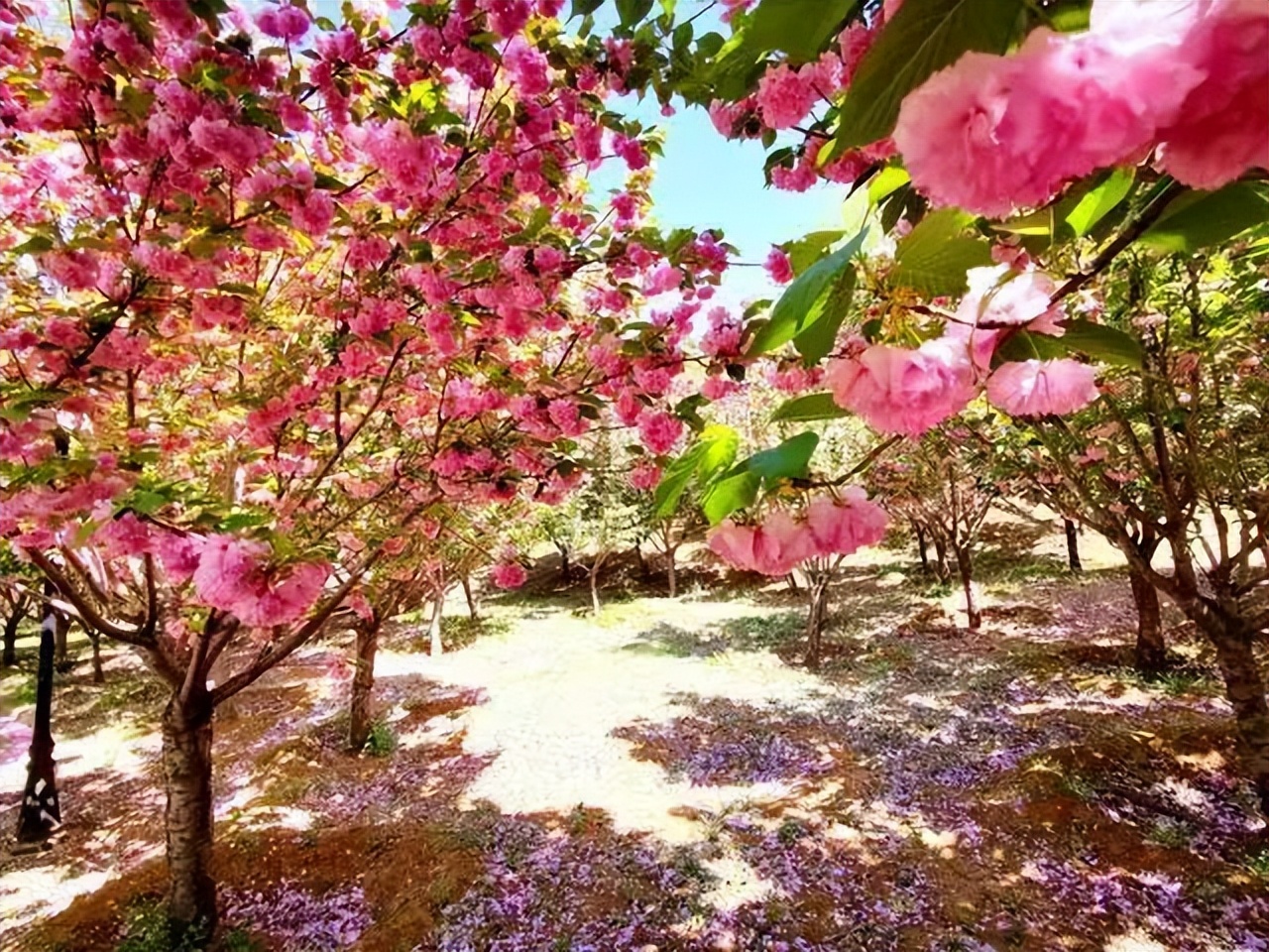 五一北京出游踏青去哪玩比较好呢,丰台夏天旅游攻略