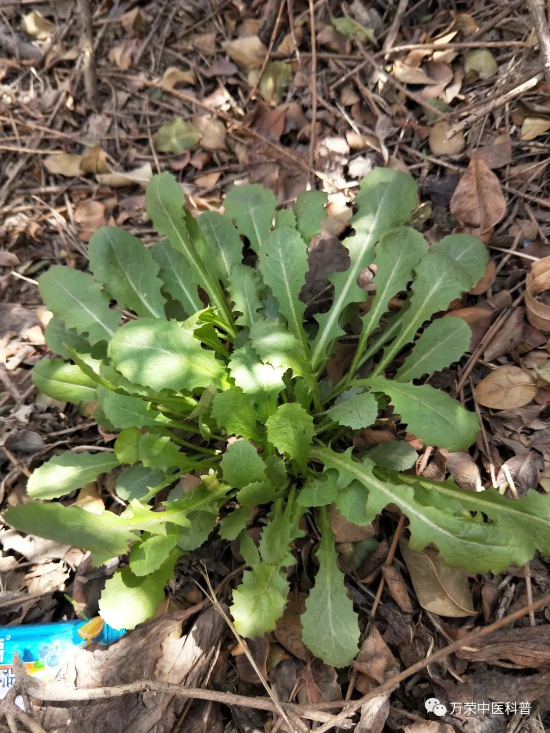 植物幼苗的发展过程详细,植物的幼苗在生长过程中
