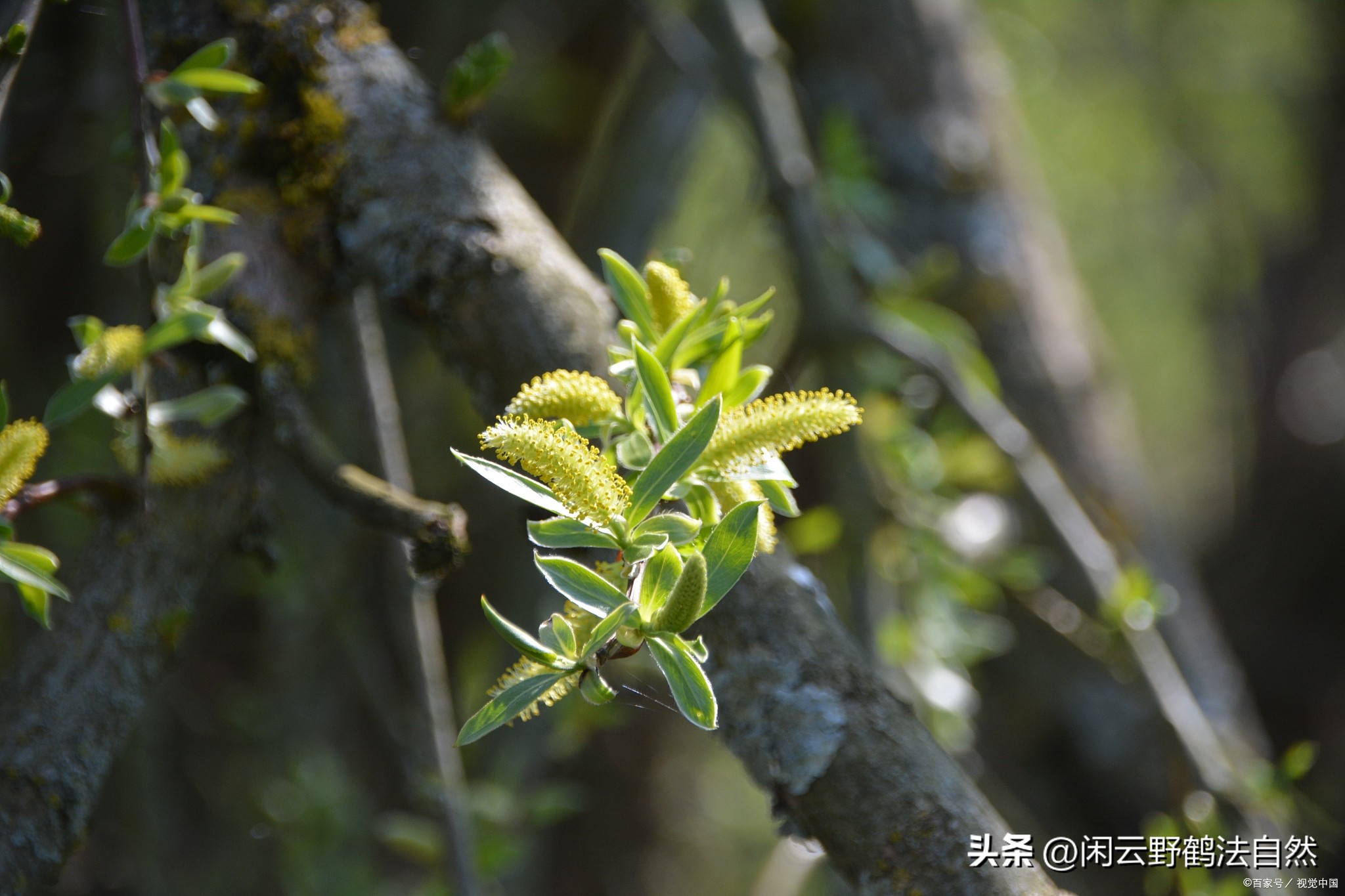 杜仲雄花新资源食品超微粉碎生物利用好吸收