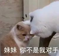 哪种猫招财好养活,哪种猫最招财又好养