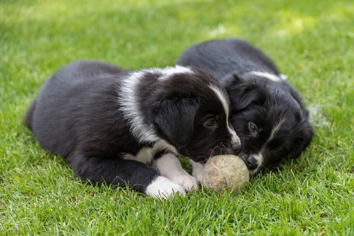 狗狗在配种时，为什么不能去打扰呢？