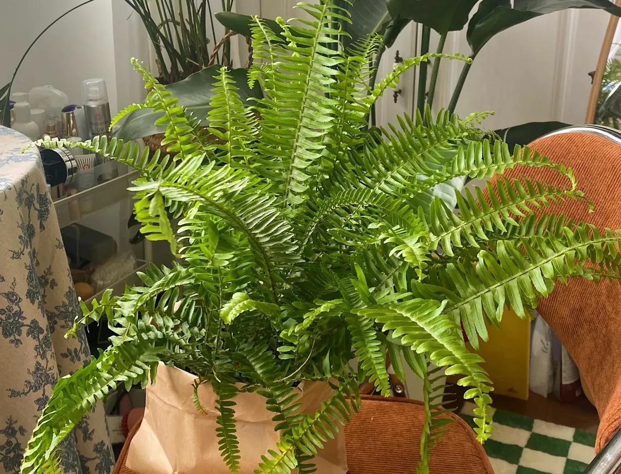 新家养什么花可以除甲醛,吸甲醛最快的4种花图片