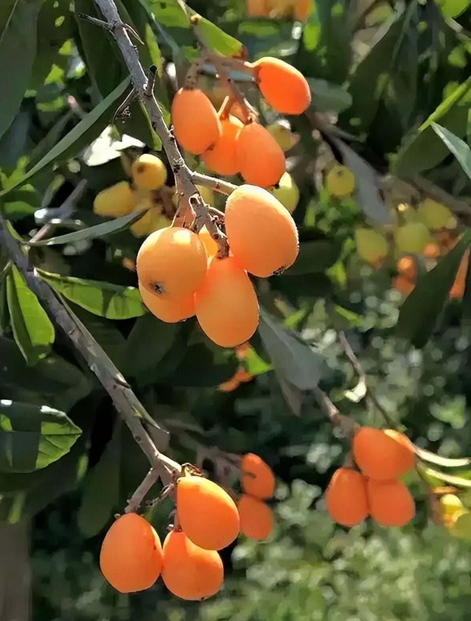 诗词鉴赏-南风树树熟枇杷，有关枇杷的诗词，写满了旧日的好时光