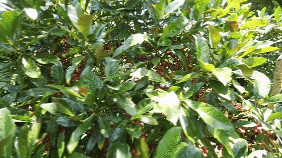 点进来，了解爱上兴隆“歌碧欧”的N个理由～