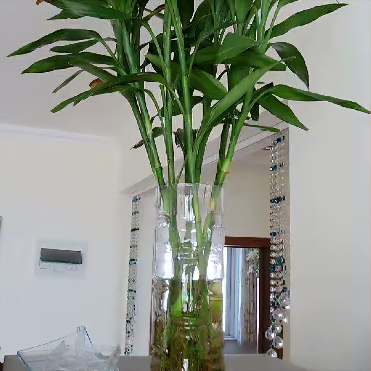 怎么样让水培富贵竹长得茂盛,短粗富贵竹水培方法