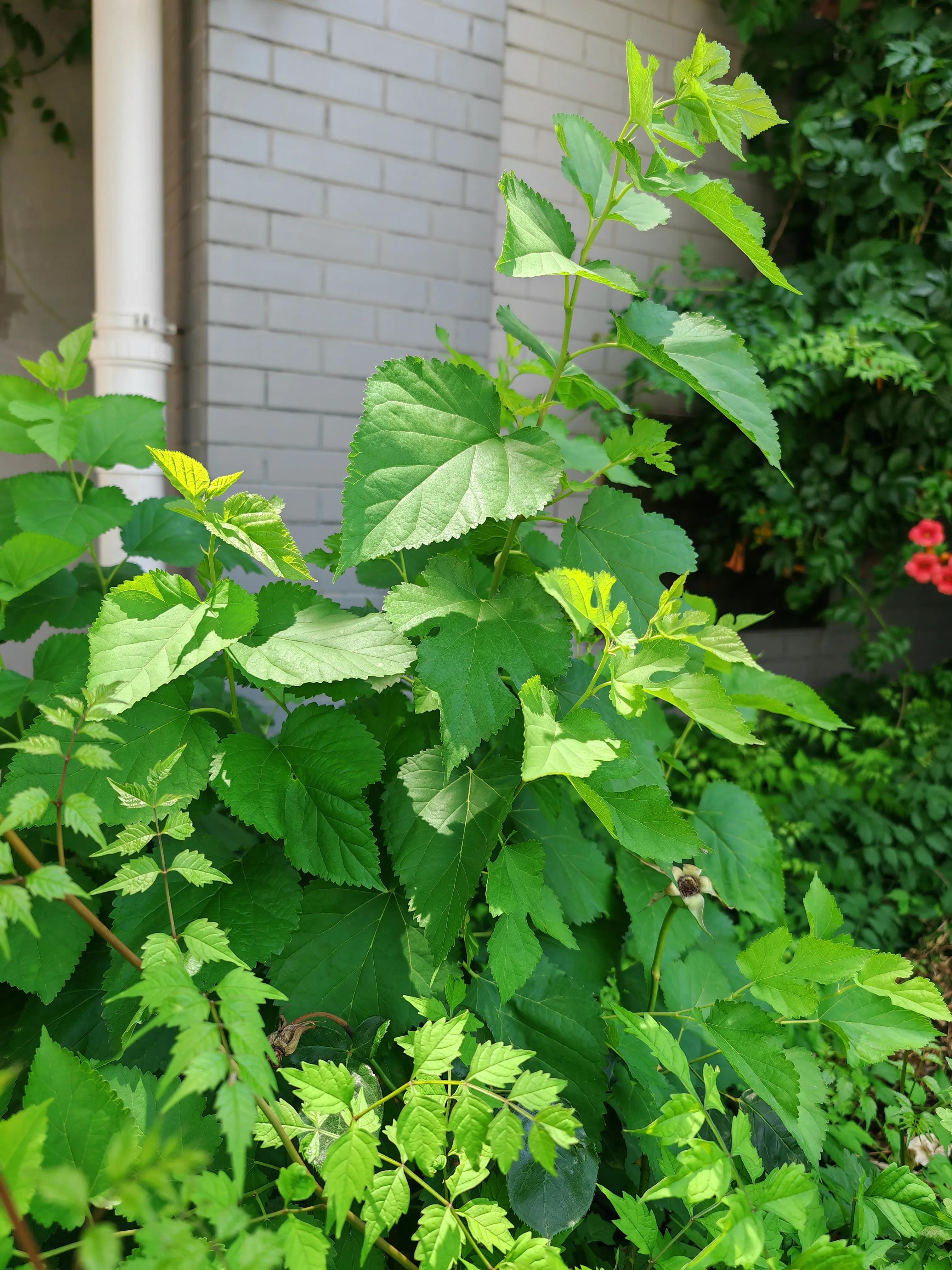 农村植物图解,农村的野生植物图