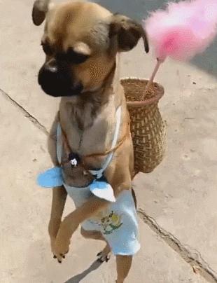 建议新手省钱养的10种狗,建议穷人新手养的10种狗