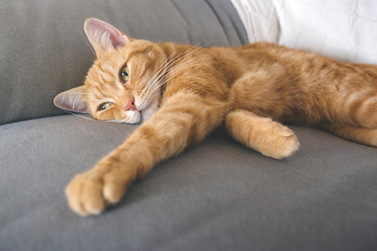 宠物绝育长效针剂有哪些,宠物绝育药管用吗