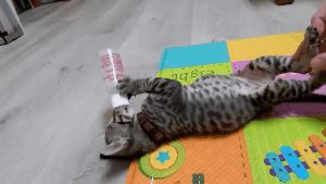 奶猫腹部稍硬就是要排便,奶猫体检