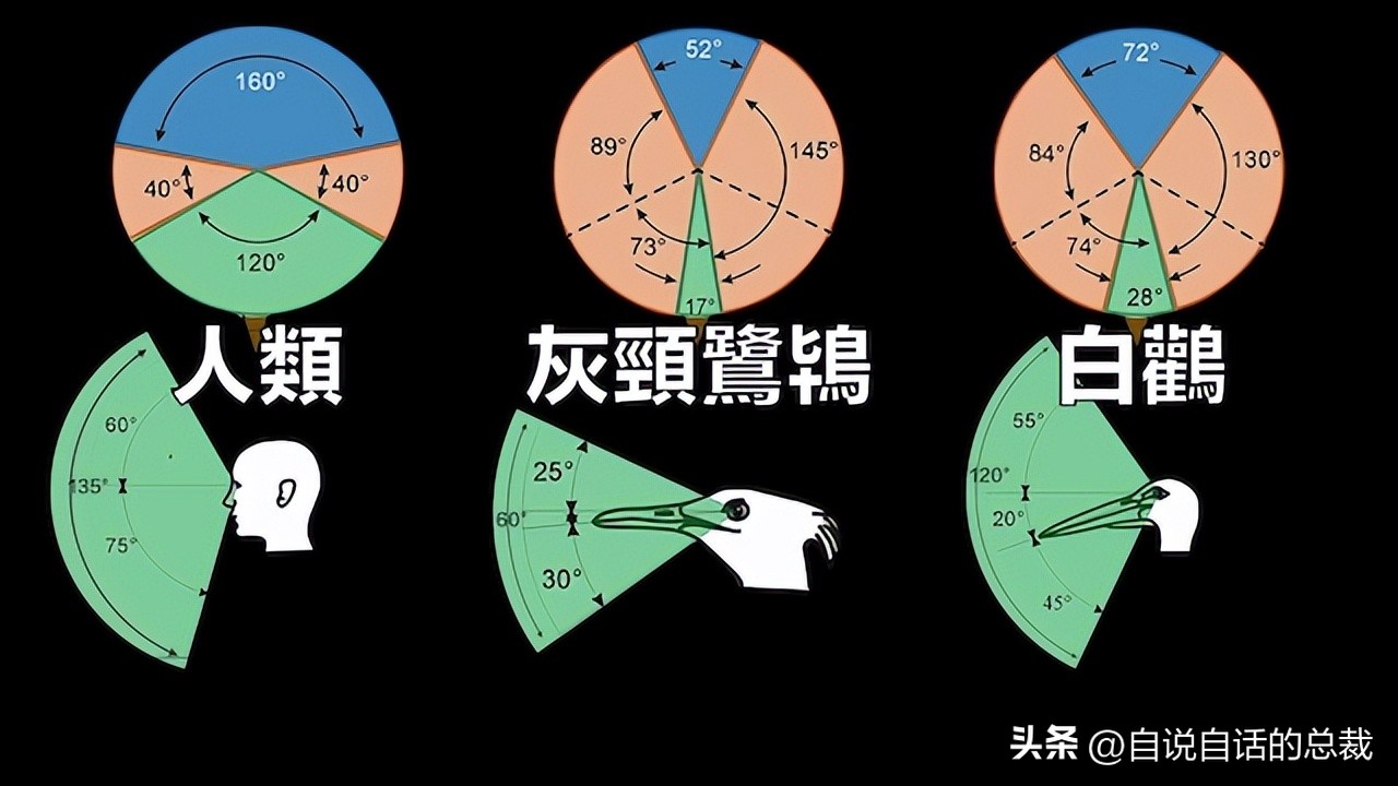 鸭：一鸭战四虎？弹射胜航母？鸭子的真相，也许超乎你的想象
