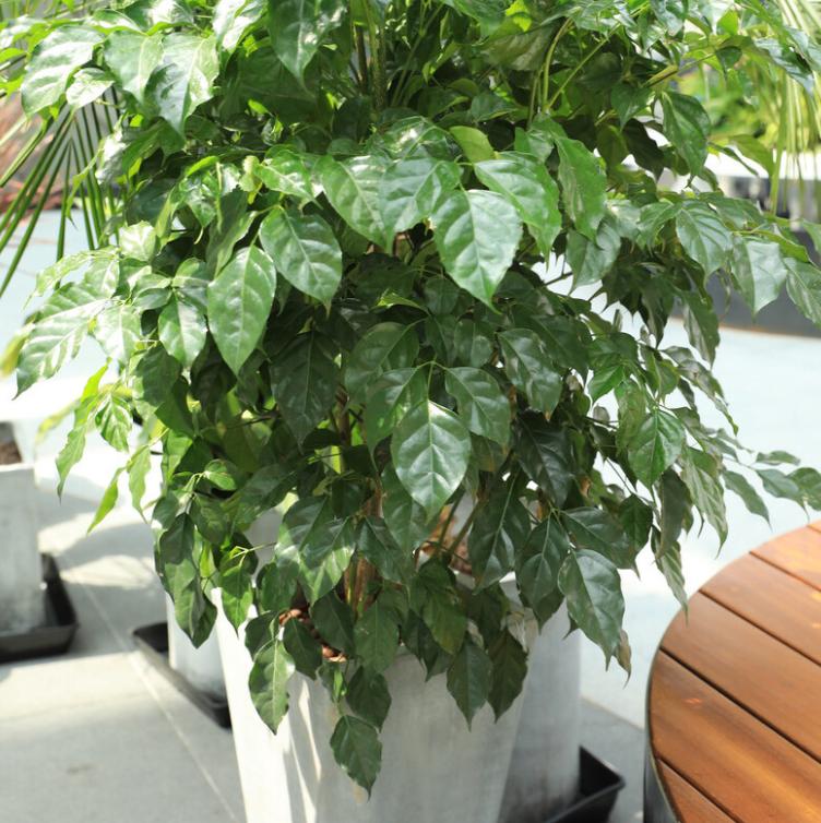 客厅养植物有什么讲究,客厅养树有什么讲究