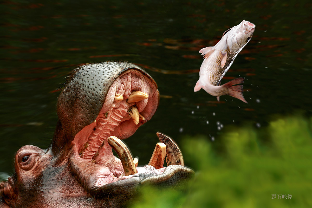 运动抓拍最好的相机,拍视频用哪款数码相机好