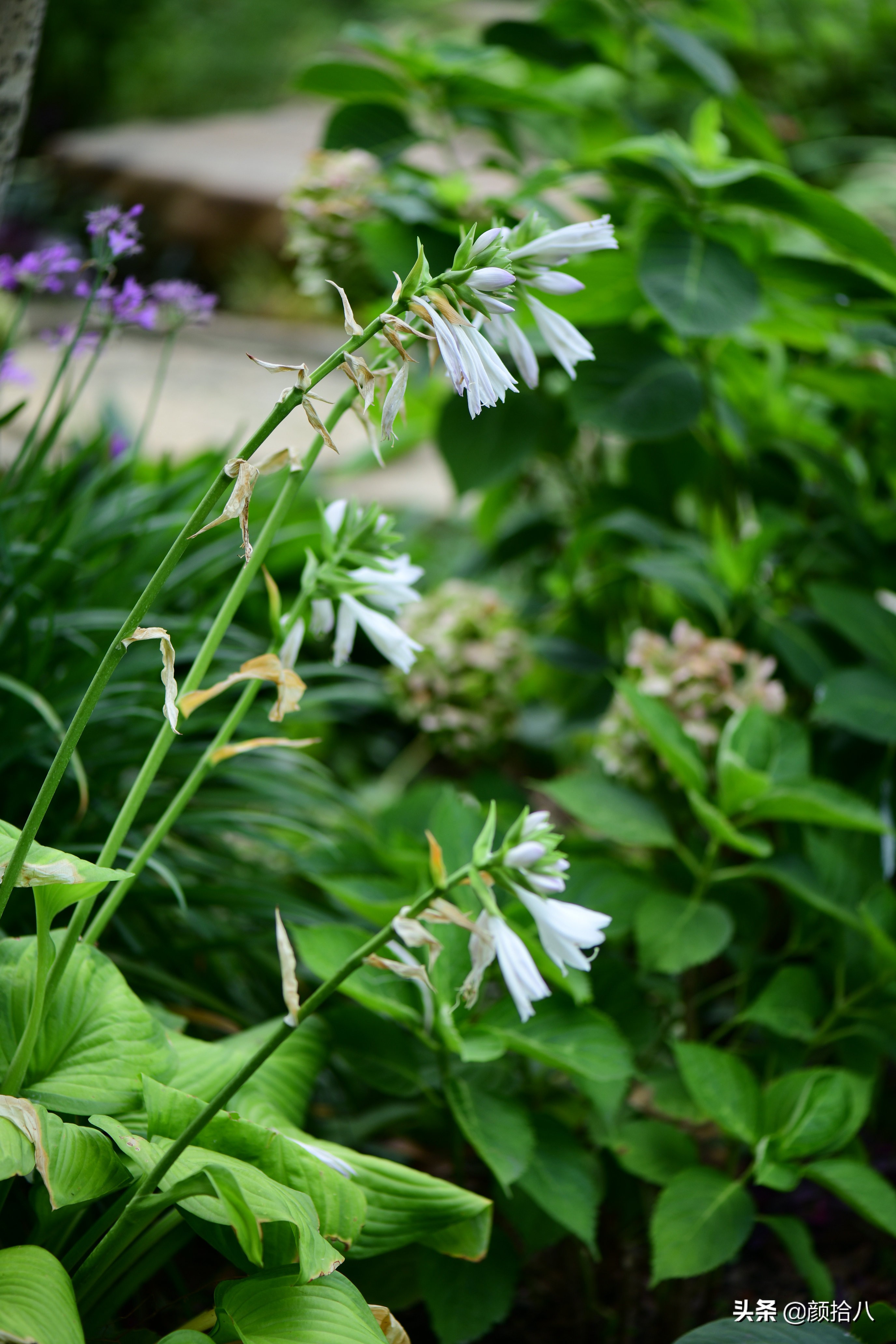 看到你的花园那么惨，我就安心了|园丁