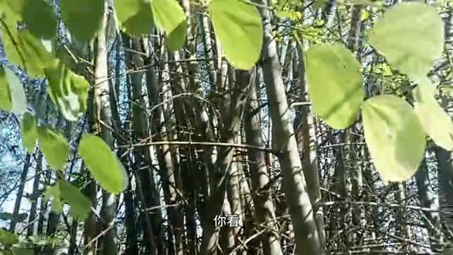 朋友们在问老黄，捉那竹筒蜂来干嘛呀，听听老黄怎么说吧