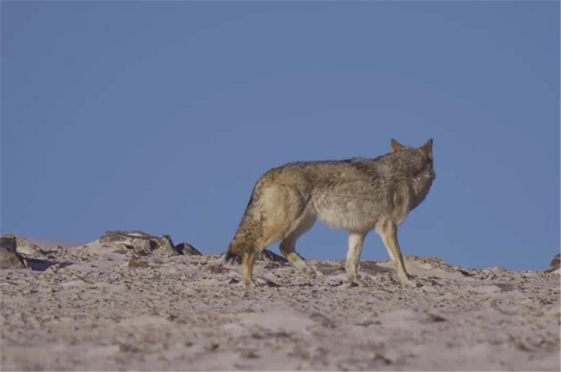 家中16只羊被3只狼咬死 (5只狼进村咬死村民的2只羊)