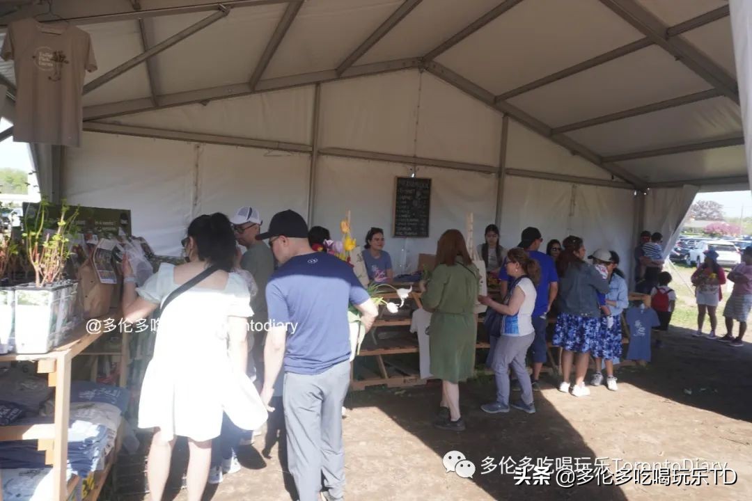 邂逅五彩斑斓的油菜花田,郁金香花田旅游攻略