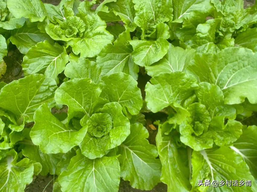 防烂根土壤板结,土板结烂根最快解决方法