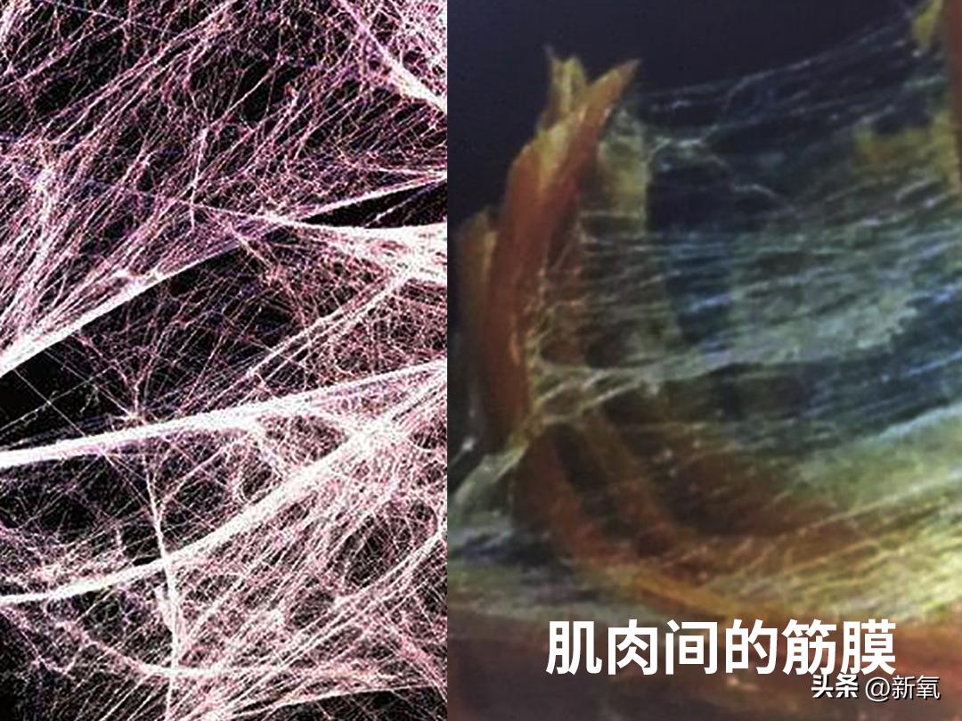 脸胖下垂是什么原因,脸肥下垂