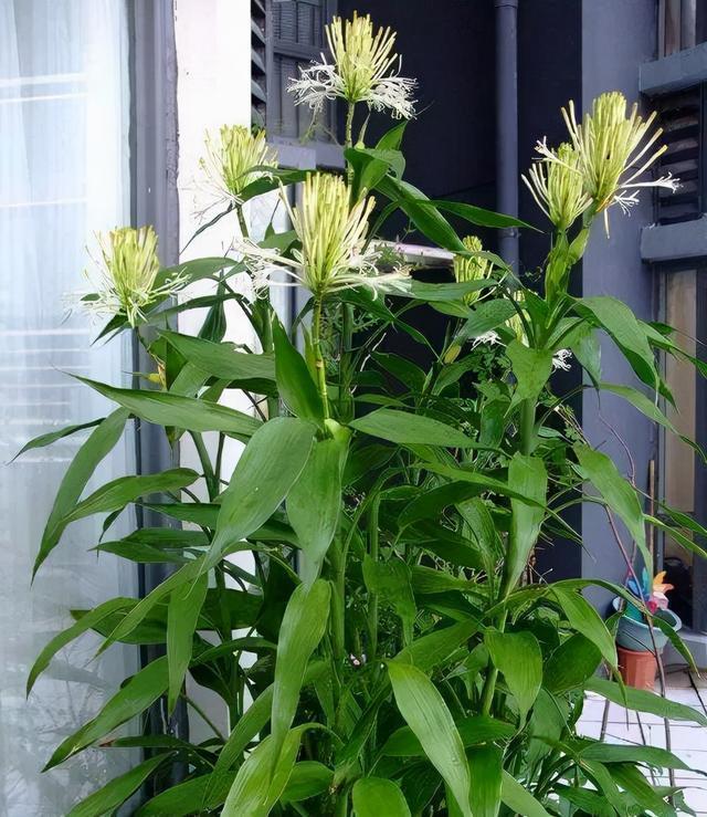 常见的绿植一开花全是好兆头,各种绿植开花代表着什么