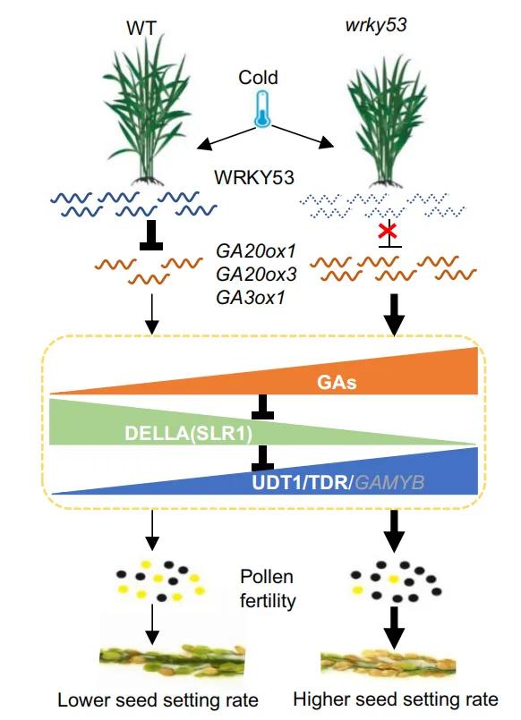 WRKY家族想做个自我介绍（二）
