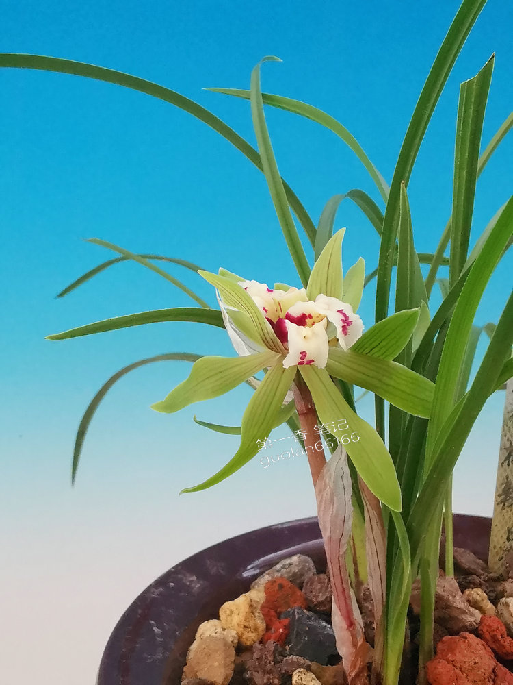 花开欣赏,春兰四喜蝶图片欣赏