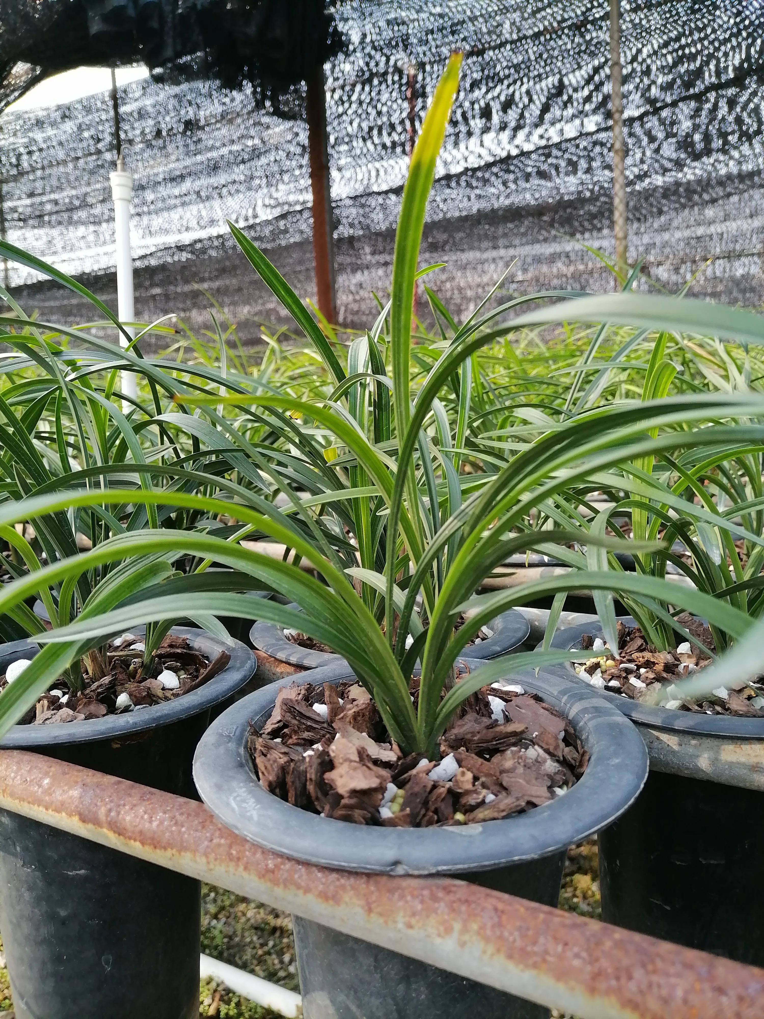 叶型最好看的兰花,浅谈对兰花的认识