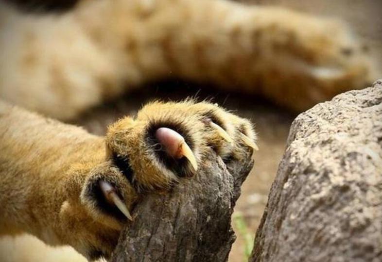 东北虎完达山一号咬死人了吗,完达山一号东北虎多少重