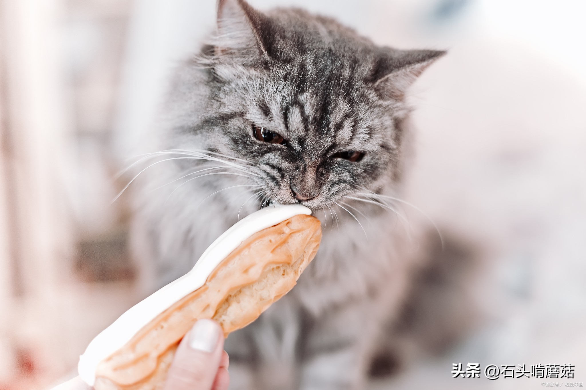 一招让猫咪喜欢你,十个方法让猫咪多喝水