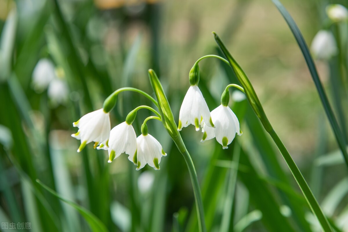 每日一花12.19：雪片莲：新生