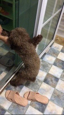 泰迪洗澡十大禁忌,注意泰迪犬洗澡7大误区劝你别犯