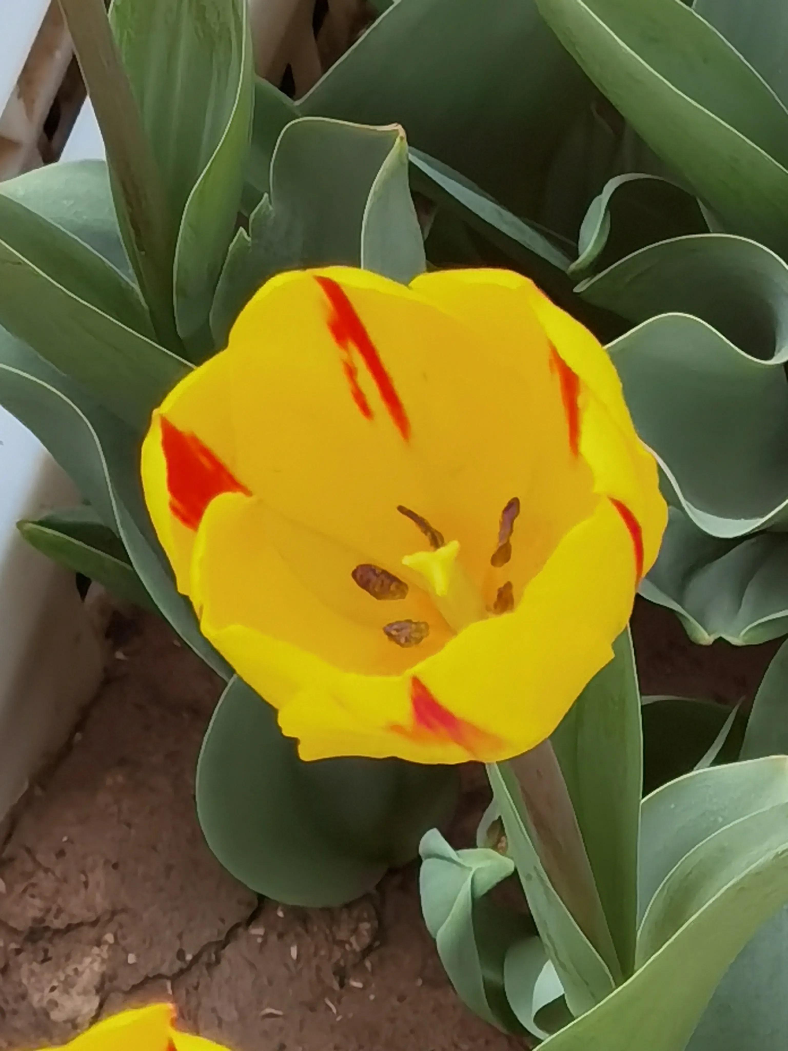 郁金香花语送长辈,郁金香花语永恒的爱与祝福
