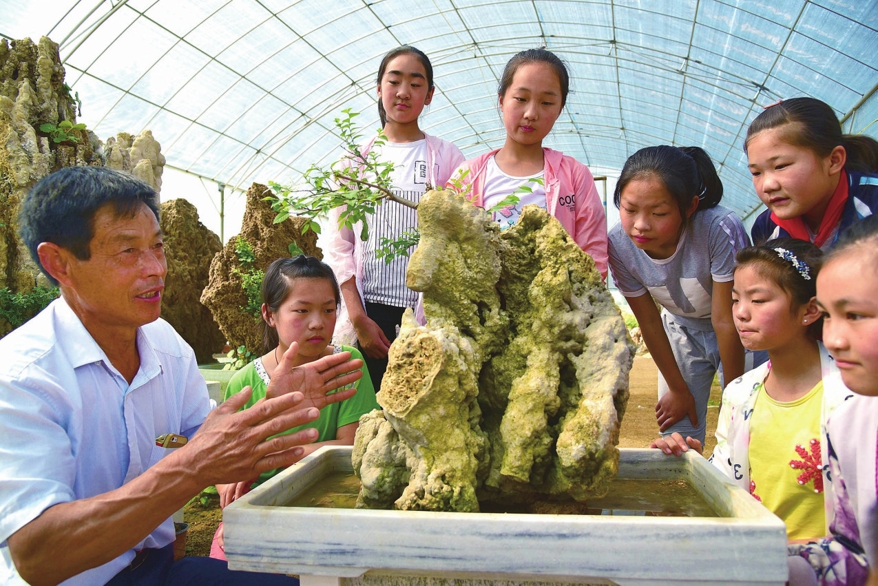 上水石盆景摆放讲究,上水石盆景种植绿植的方法