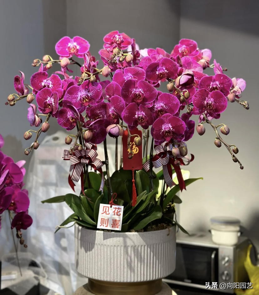 蝴蝶兰现在在市场上卖多少钱一盆,蝴蝶兰多少钱一盆哪里有卖